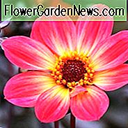 Dahlia 'Happy Single Flame', 'Happy Single Flame' Dahlie, Single-Blühende Dahlien, Rote Dahlienblüten, Dunkelblättrige Dahlien, Dahlienknollen, Dahlienknollen, Dahlienblüten, Dahlienblüten, Sommerzwiebeln