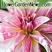 Dahlia Pink Giraffe, Pink Giraffe Dahlia, Doppel Orchidee Dahlien, AGM Dahlia, Pink Dahlien, Dahlien mit dunklem Laub, dunkelblättrige Dahlien, Dahlienknollen, Dahlienzwiebeln, Dahlienblüten, Dahlienblüten, Sommerzwiebeln