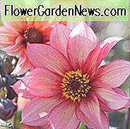 Dahlia Waltzing Mathilda, 'Waltzing Mathilda' Dahlie, Pfingstrose-Dahlien, Sonstige Dahlien, Dahlien, Dahlien, Dahlien, Dahlien, Dahlien, Dahlien, Dahlien