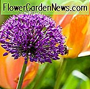 Allium Hollandicum
