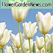 Tulipa White Triumphator, Tulip 'White Triumphator', Lily-Flowered Tulip 'White Triumphator', Lily-Flowering Tulip 'White Triumphator', Lily-Flowered Tulipany, Spring Bulbs, Wiosenne kwiaty, Tulipe White Triumphator, bia艂e tulipany, bia艂a lilia-kwitn膮ca tulipany