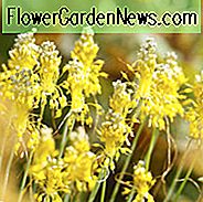Allium Flavum, czosnek 偶贸艂to-kwitn膮cy, czosnek cytrynowy, 偶贸艂ty czosnek, 偶贸艂ta cebula, letnie cebulki, letnie kwiaty, cebulki do ogrod贸w 艣r贸dziemnomorskich, cebulki do suchych ogrod贸w