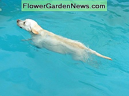 Hunde sollten nicht in öffentlichen Schwimmbädern schwimmen. Dogs should not swim in public pools.