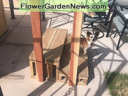 Bella, mein Papillon, hat den hinzugefügten Handlauf inspiziert und genehmigt und ihn zum Lackieren ausgesprochen. Bella, my Papillon, has inspected and approved the added handrail and pronounced it ready to varnish.
