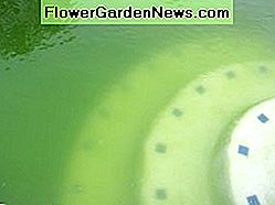 Ein Beispiel für grünes Poolwasser, das chemisch gereinigt werden kann. An example of green pool water that can be cleaned chemically.