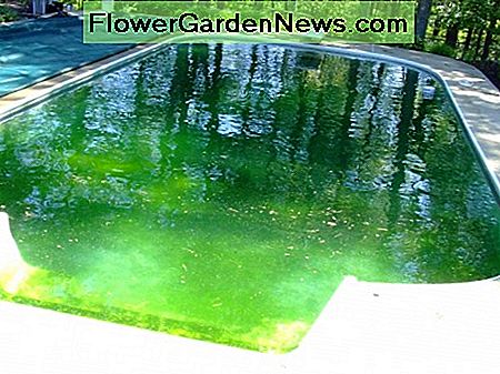 Ich habe noch nie einen Pool so grün erlebt. Kann man die schwarzen Algen sehen? I have never experienced a pool this green. Can see the black algae?