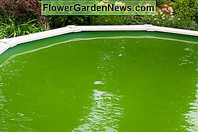 สระว่ายน้ำที่มีสาหร่าย pool with algae