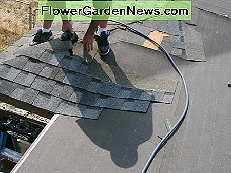 Laying the shingles. The worker is standing on the garage roof, with the deck roof coming toward the camera.