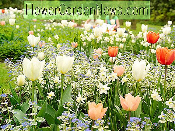 41+ Wie Pflanze Ich Narzissen, Gelbe narzissen gelten neben tulpen