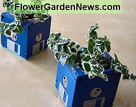 Reptilieni amenajatori de grădină: idei de reciclare pentru grădinile interioare și exterioare