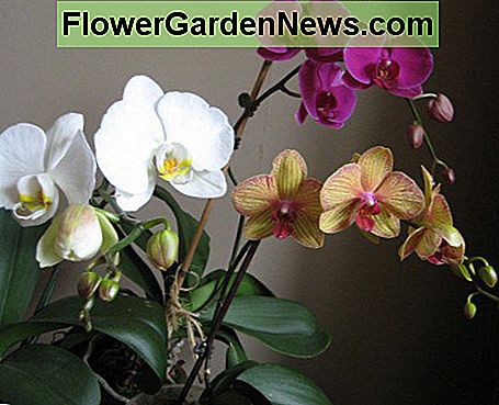 Three of my orchids in bloom