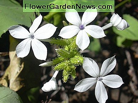 Plumbago zeylanica (flowers).