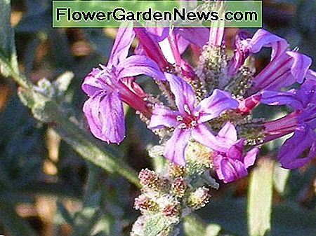 Plumbago europaea flower close up