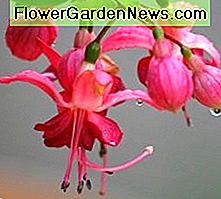 Fuchsia Pflanzenpflegeanleitung