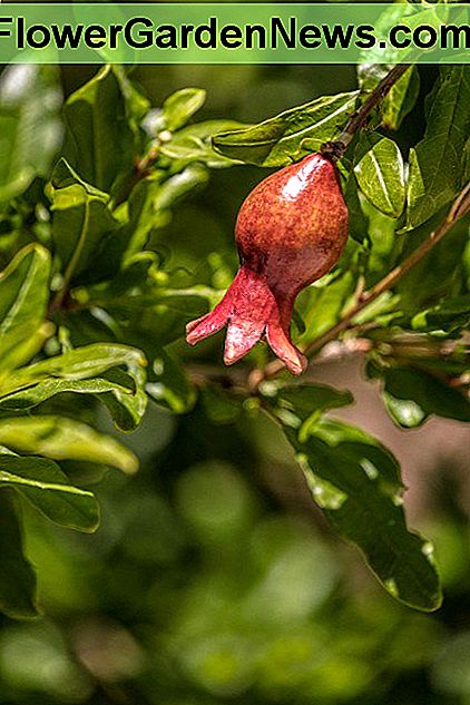 Hoe granaatappelbomen groeien uit zaden of stekken