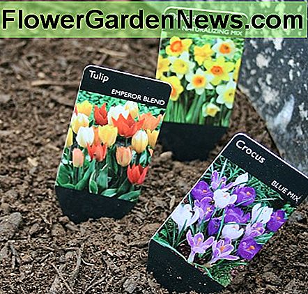 This year I chose crocus, tulips and daffodils for our container bulb garden.