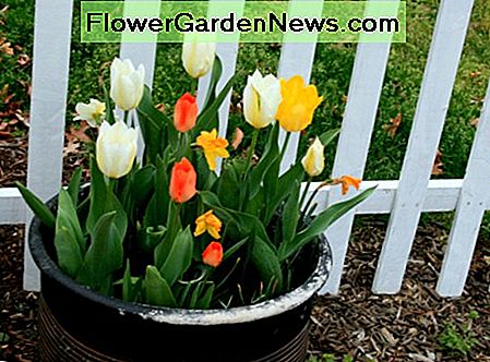 As the daffodils fade, the tulips in this lasagna bulb pot come into flower. Gorgeous!