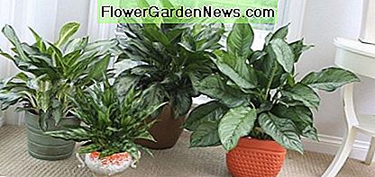 Aglaonema: une belle plante facile à cultiver
