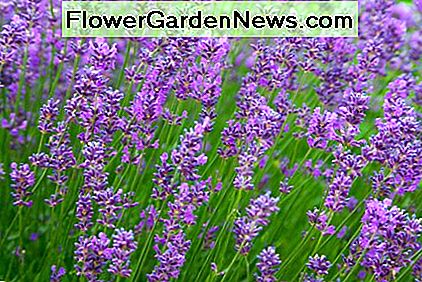 Hardy, beautiful, tasty, and aromatic lavender. 