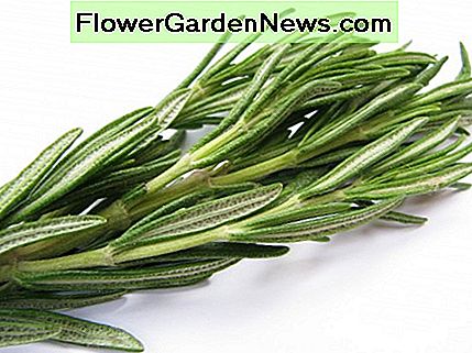 Well worth the trouble of finding a suitable spot outdoors or growing in a pot to be brought indoors for the winter, the rosemary's culinary and aromatic characteristics are parallel to none. 
