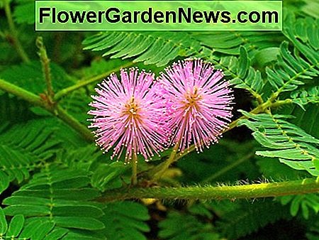 De berøringsfølsomme plantene kjent som Mimosa Pudica eller Touch-Me-Not