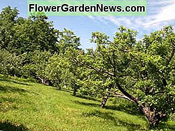 ผลไม้และอ่อนนุชผลิตต้นไม้สำหรับ USDA Hardiness Zone 8B