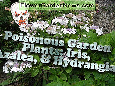 Trujące rośliny ogrodowe: irys, azalia, hortensja