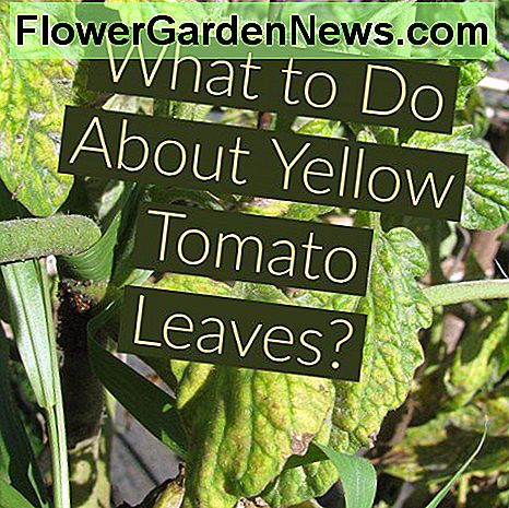 Årsakene og botene av gule blader på tomatplanter