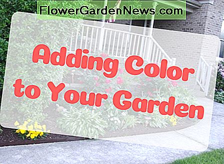 Ein Hof voller Farbe: Ideen, wie man bunte Anlagen und Blumen in Ihrem Yard effektiv einsetzt