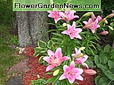 Asiatic Lilies are Available in Many Colors.