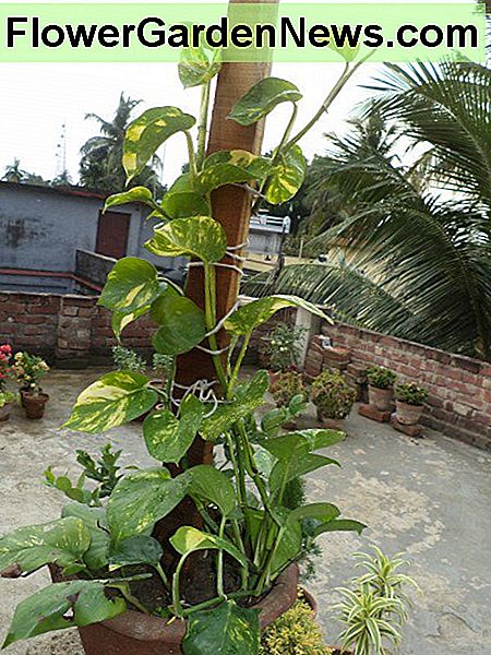 Cultiver Pothos (plante de l'argent) de manière décorative