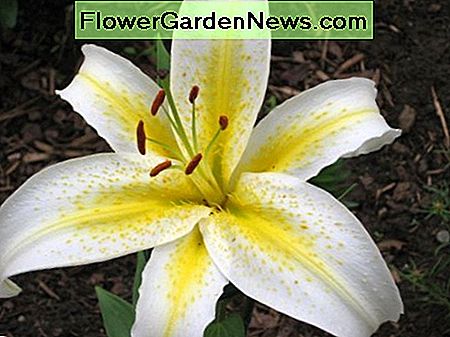 White and yellow lily