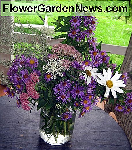 Fall Flowers - Late Blooming Perennials and Shrubs