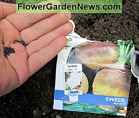Planting Swede Seeds