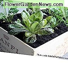 Safe Wood Sealers for Raised Bed and Container Gardens