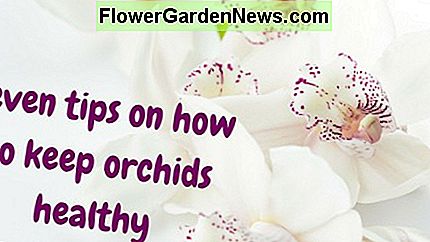 Syv tips om hvordan du holder orkideer vakre og friske
