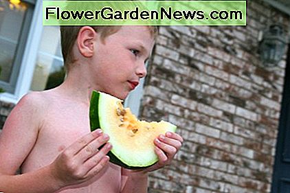 Hoe te groeien Orange Tendersweet Heirloom Watermelons