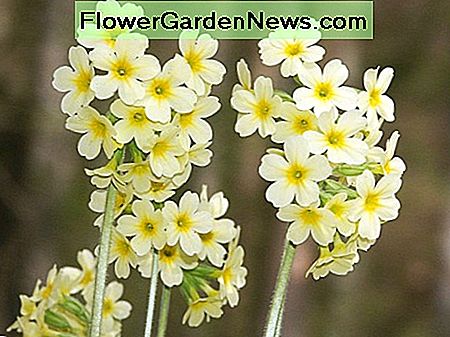 The oxlip (Primula elatior) is a wildflower.