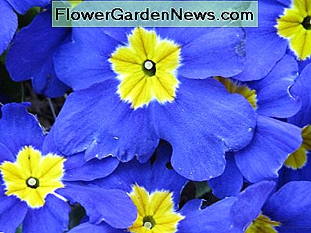 A blue polyanthus primrose