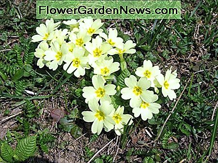 The English or common primrose