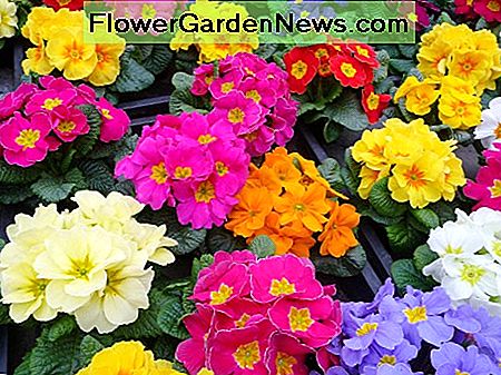 A colourful group of cultivated primulas