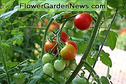 Cómo cultivar plantas de tomate