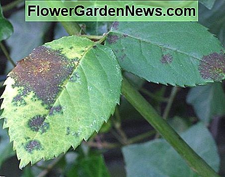 Here the disease is spreading and will eventually cover the entire leaf causing it to die.