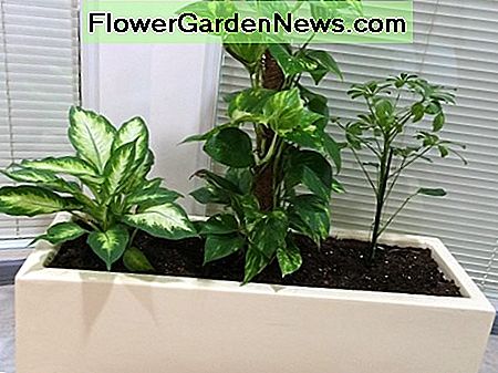 Plantes d'intérieur qui aident naturellement à nettoyer l'air à l'intérieur de votre maison