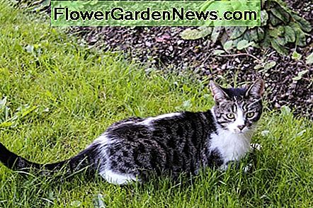 Pflanzenfressende Tiere Halten von Katzen und Hunden aus dem Garten 🌹