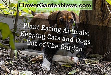 Augalų valgantys gyvūnai: laikyti kačių ir šunų iš sodo