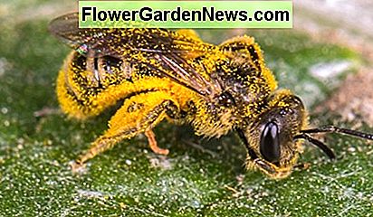 Zapylaj swój ogród z rodzimymi (mason) pszczołami