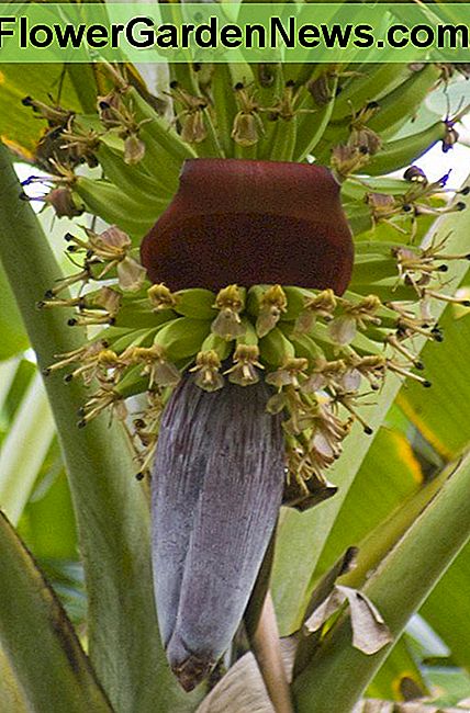 Plantain flowers and fruit. 