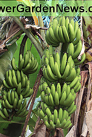 Plantains hanging from trees that are ready for harvest.