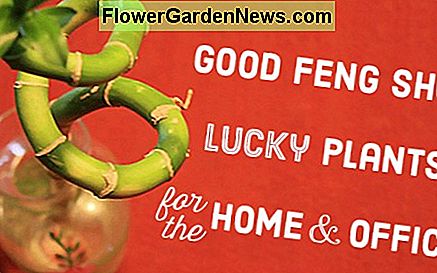 Lucky Plants & Bonsai: Bon Feng Shui pour la maison et le travail